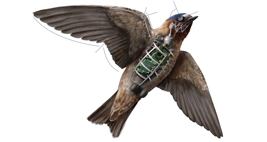 Flying animals teach drones a thing or two