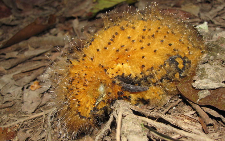 Amazonian bird may act the part of its hairy caterpillar disguise - befarmed.wordpress.com