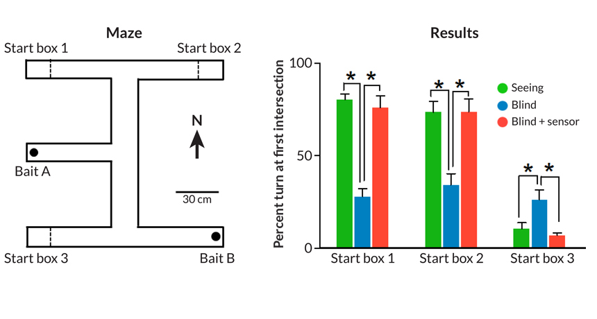 Rats can navigate mazes, even when blind  Science News