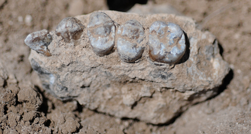 Fossils Suggest Another Hominid Species Lived Near Lucy | Science News