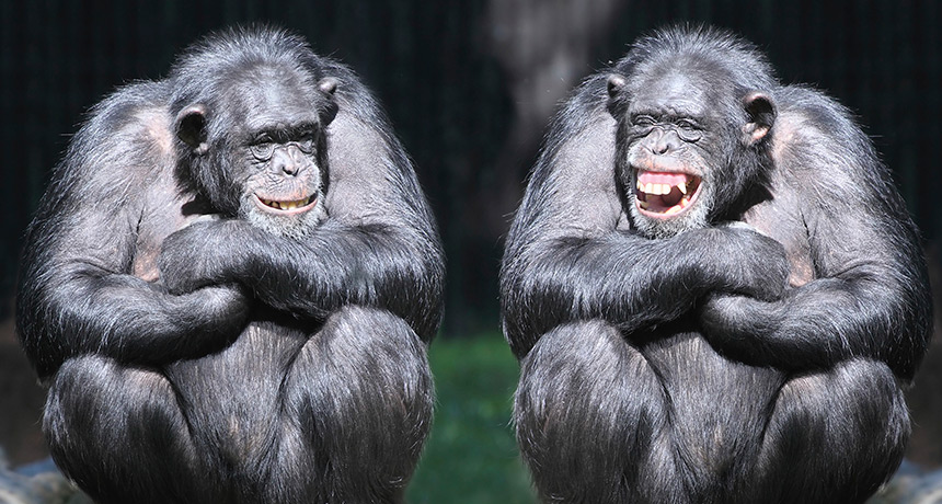 Human laugh lines traced back to ape ancestors