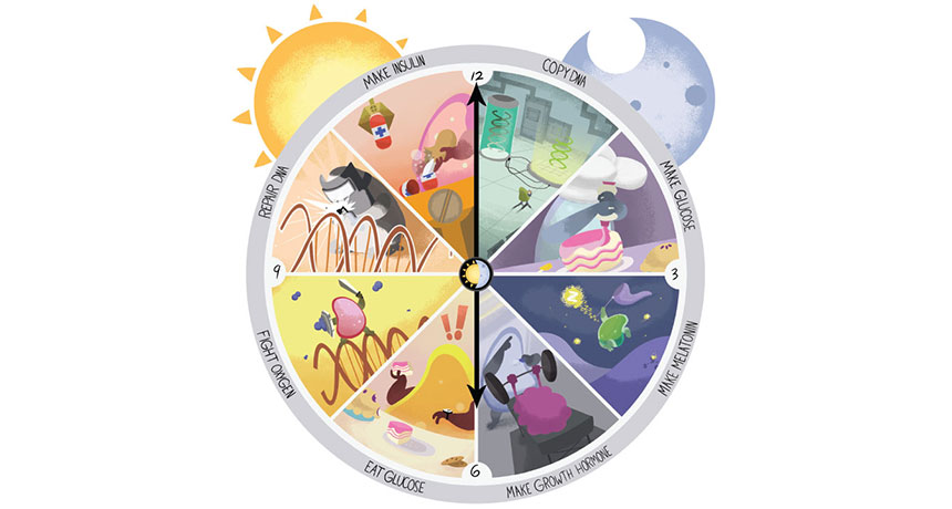 The origin of biological clocks - EroFound