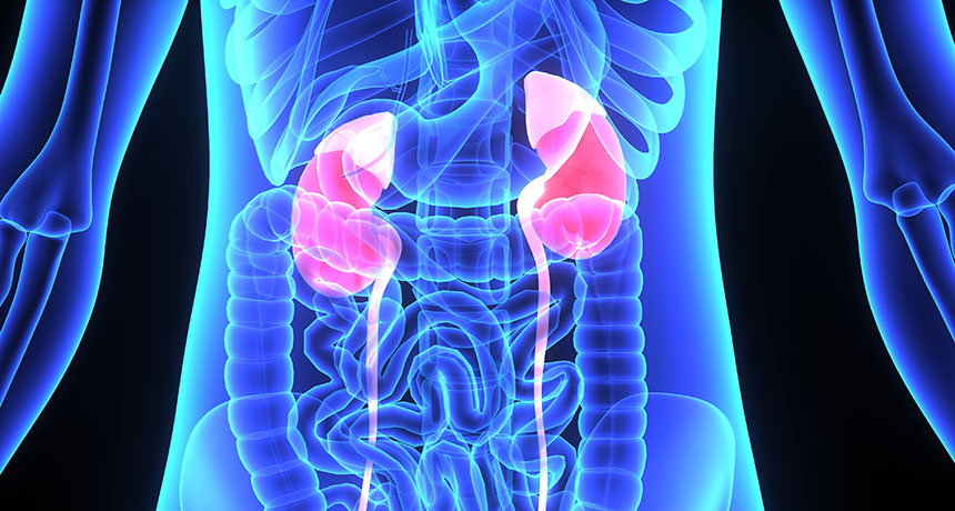 Kidney transplants may benefit from a slightly chilled donor | Science News