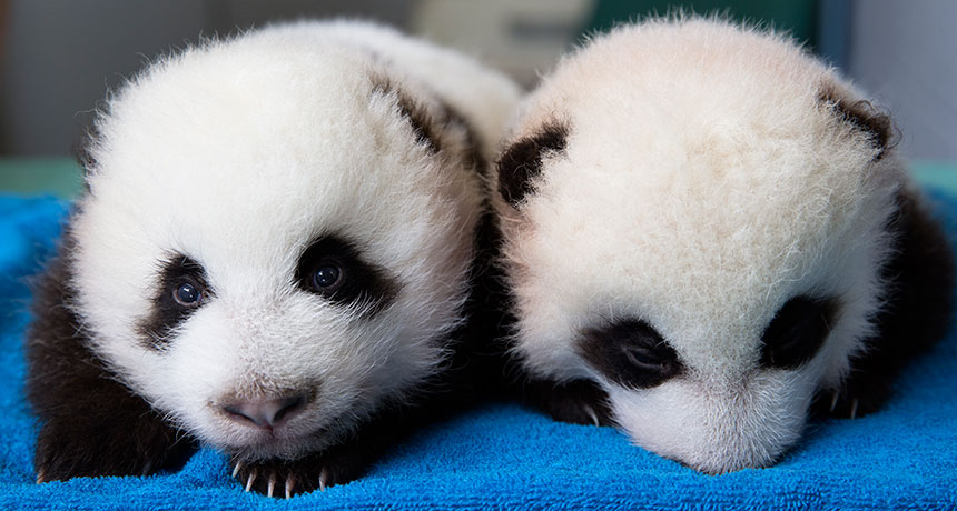 Twin Pandas Look Forward To Growth Spurts