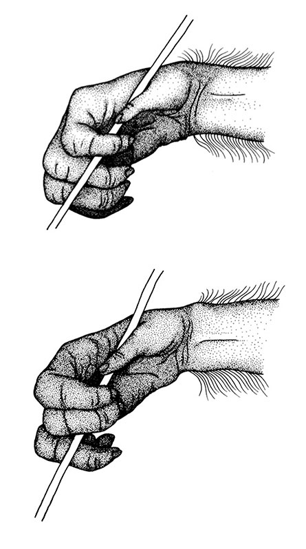 chimpanzee hand motions