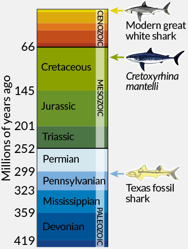 300 million-year-old giant shark swam the Texas seas