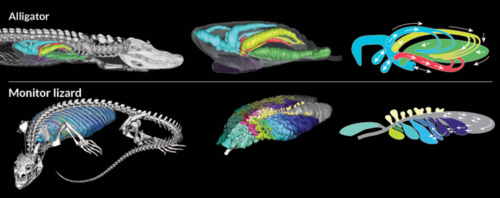 Slow, cold reptiles may breathe like energetic birds