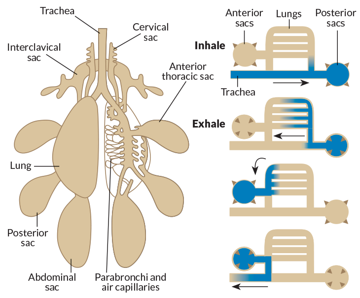 Reptile Respiratory System