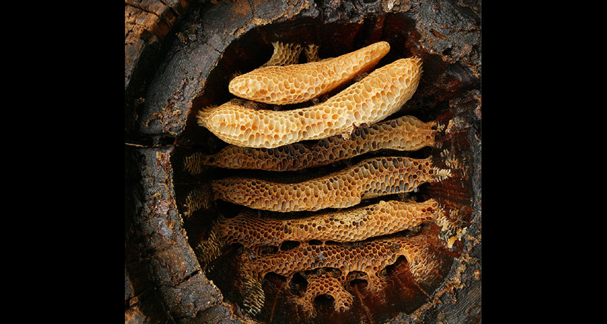 Honeybees Sweetened Early Farmers Lives 