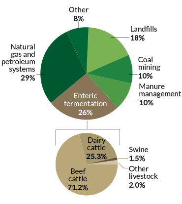 Getting creative to cut methane from cows