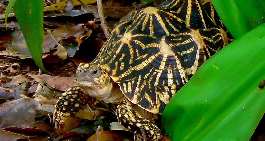 Tortoises Provide A Window Into The Illegal Wildlife Trade 