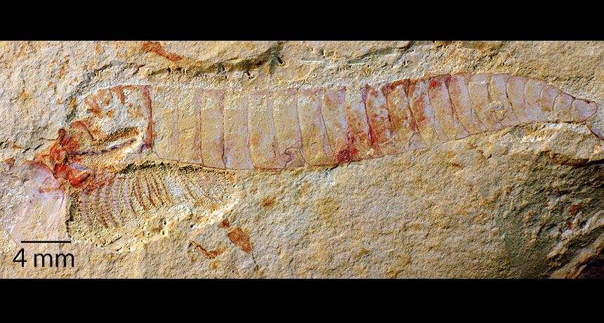 Fossil reveals an ancient arthropod's nervous system