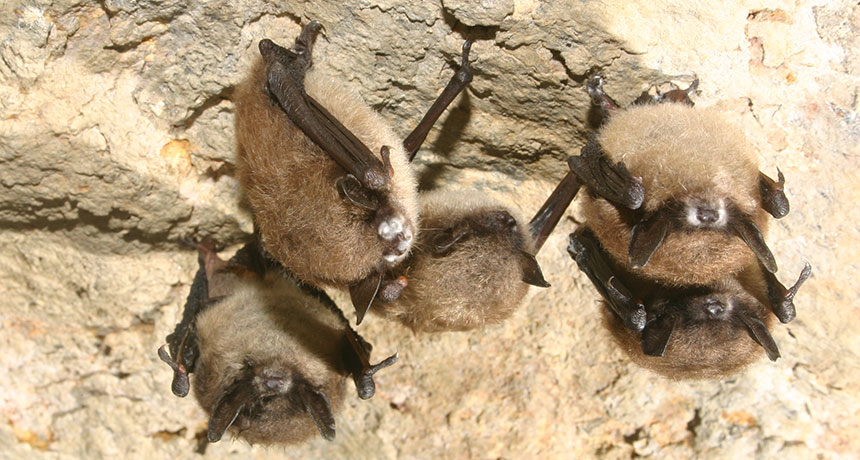 White-nose bat disease jumps the Rockies to Washington state | Science News