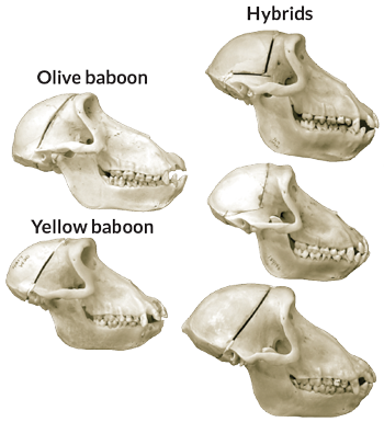 Animal hybrids may hold clues to Neandertal-human interbreeding ...