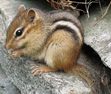 Gene gives mice and chipmunks their pinstripes