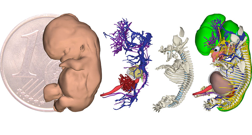 Database provides a rare peek at a human embryo’s first