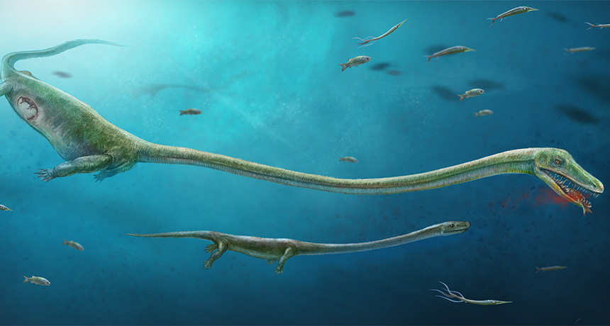 Long-necked reptiles, Tanystropheus, were easily decapitated by ...