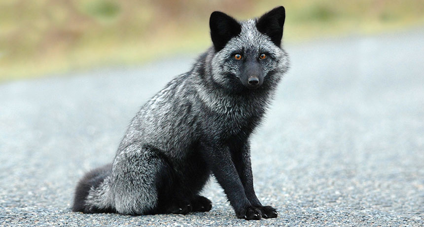 domesticated grey fox