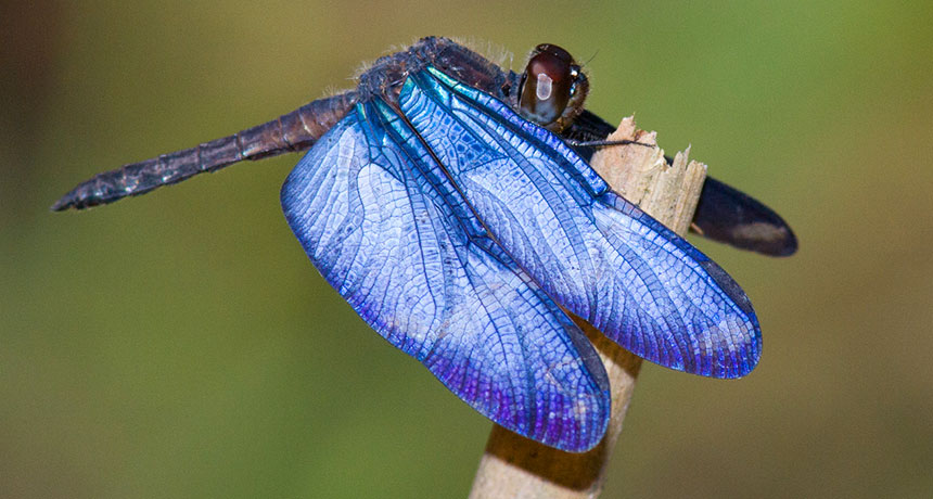 blue insect