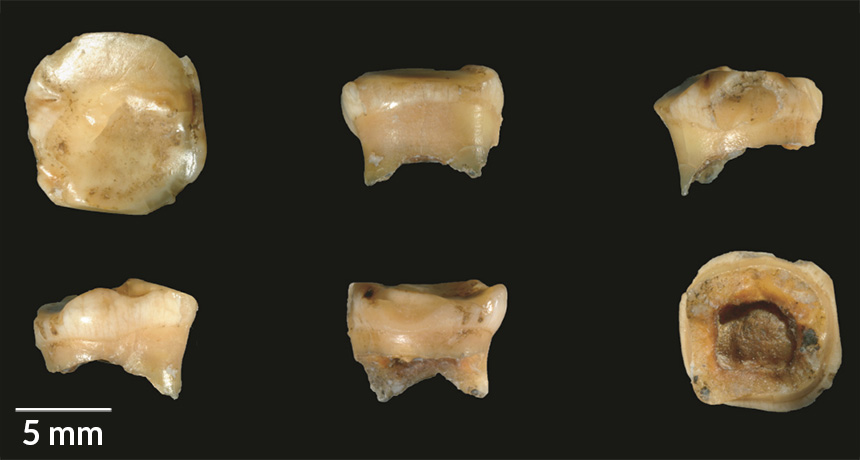 First Denisovan DNA outside Siberia was found on the Tibetan Plateau ...