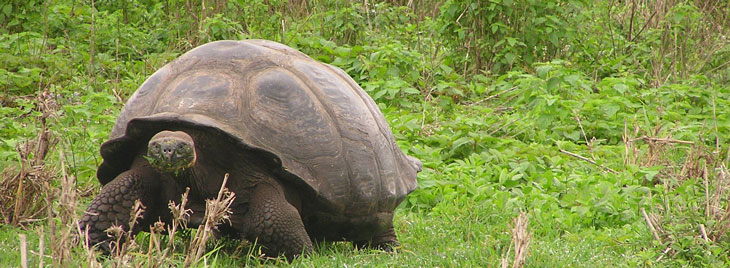 For tipped-over tortoises, shell shape matters | Science News