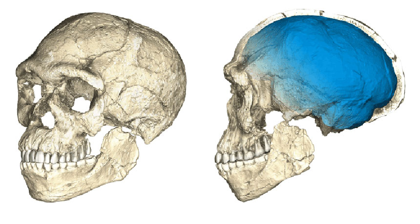 CT scans of Homo sapiens fossils