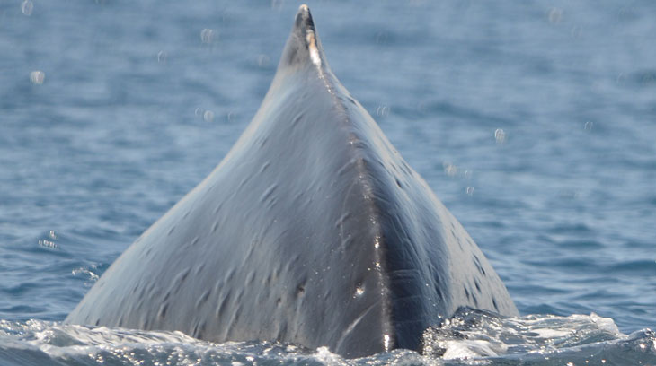 Humpback whale bumps have marine biologists stumped