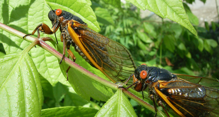 Some cicadas drum up a beat with the help of their wings | Science News