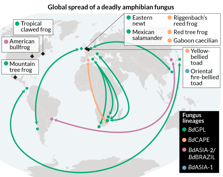 A Deadly Frog-killing Fungus Probably Originated In East Asia