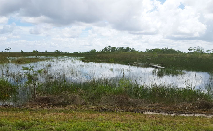 A freshwater, saltwater tug-of-war is eating away at the Everglades