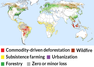 A new map reveals the causes of forest loss worldwide