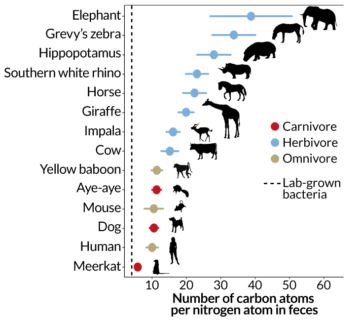 Eating less protein may help curb gut bacteria’s growth