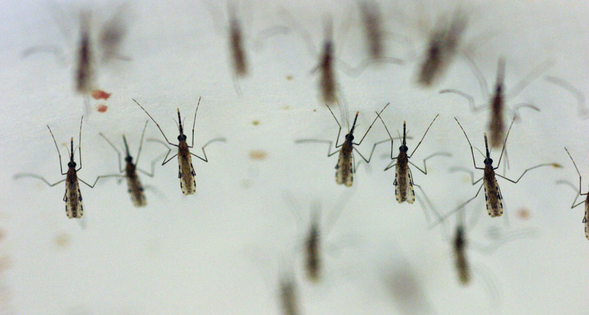 Humans wiped out mosquitoes (in one small lab test)