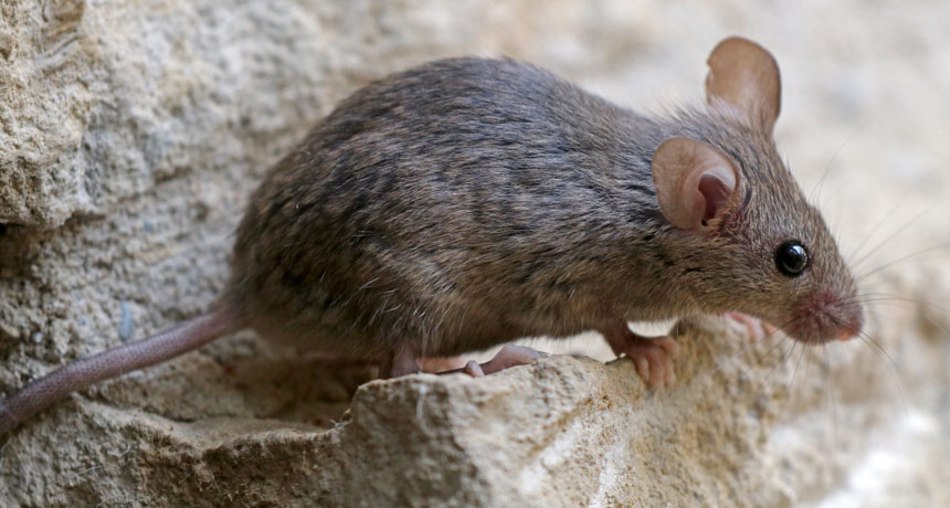 mice scientific name