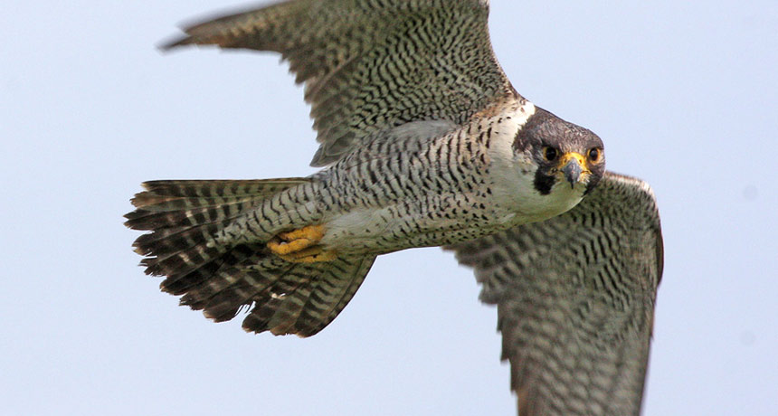 all about peregrine falcons