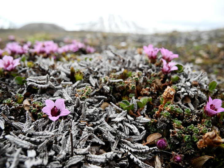 Climate change made the Arctic greener. Now parts of it are turning brown.