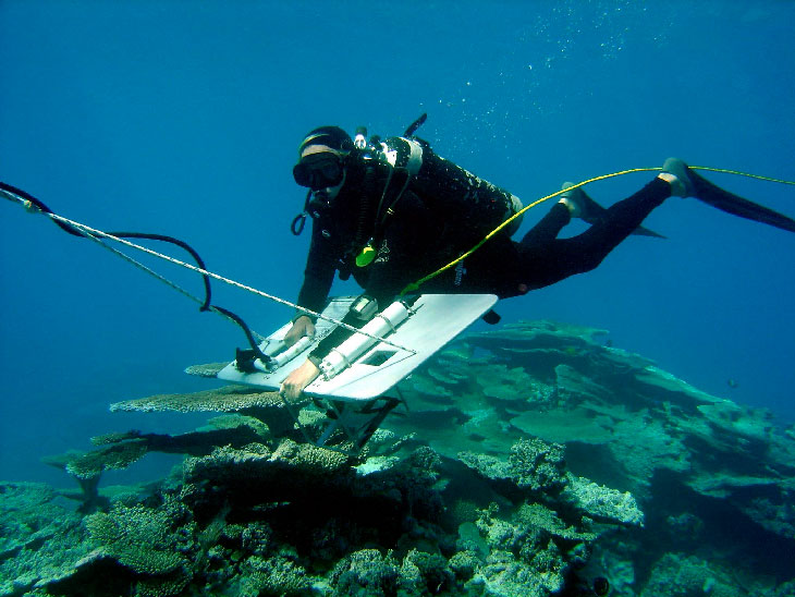 Endangered green sea turtles may be on the rise in the U.S. Pacific ...