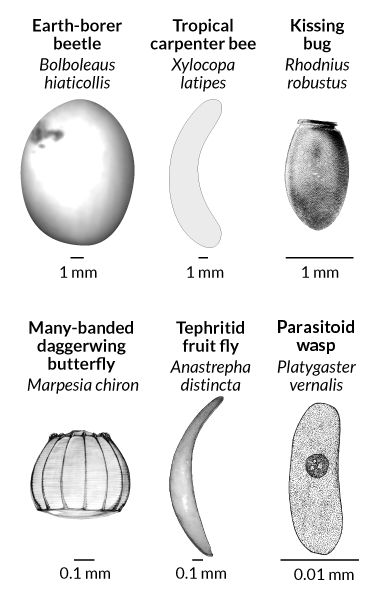 Insect Egg Identification Chart