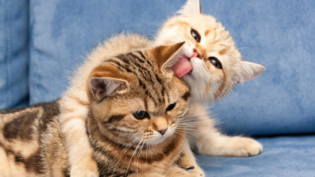 Giving Cats Food With An Antibody May Help People With Cat Allergies