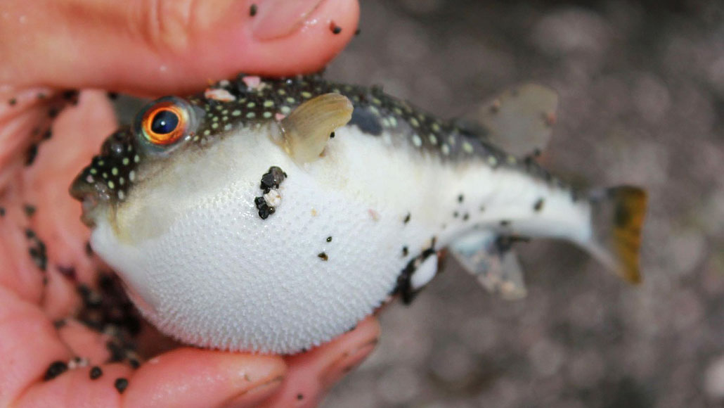 Comunità ascesa cascante puffer fish species Stabile squallido Punto ...