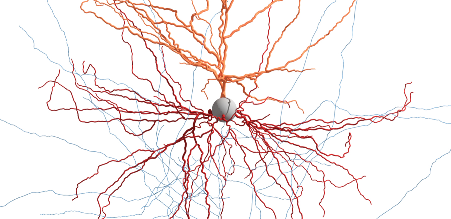 How Pieces Of Live Human Brain Are Helping Scientists Map Nerve Cells Science News