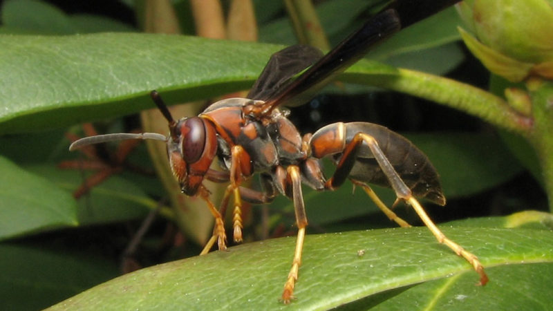 Big and bold wasp queens may create more successful colonies