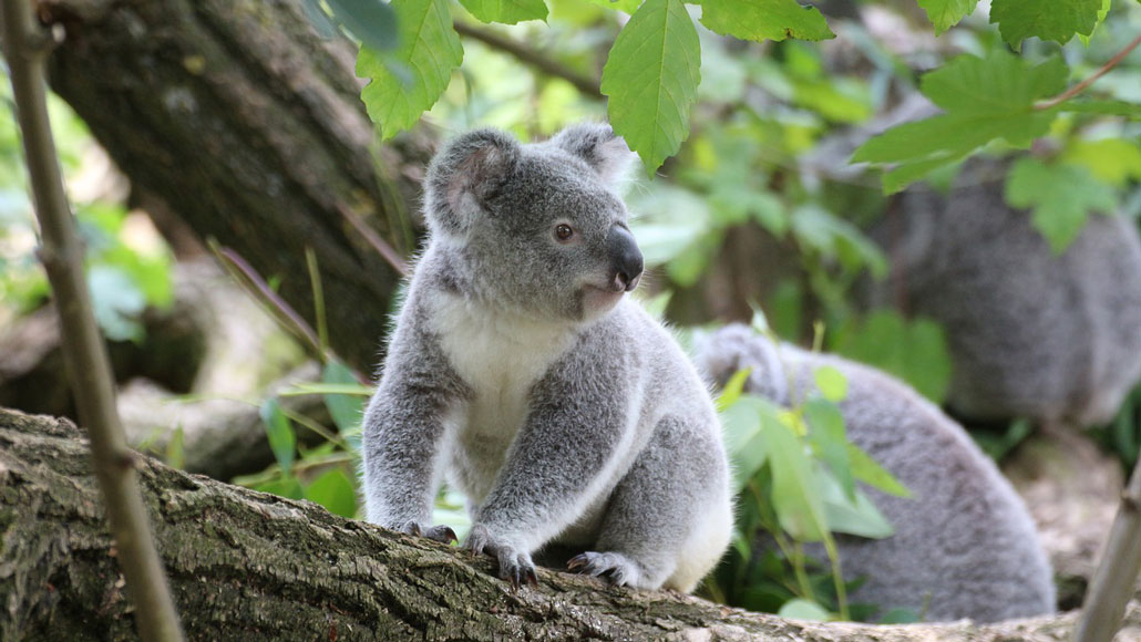 koala face makeup