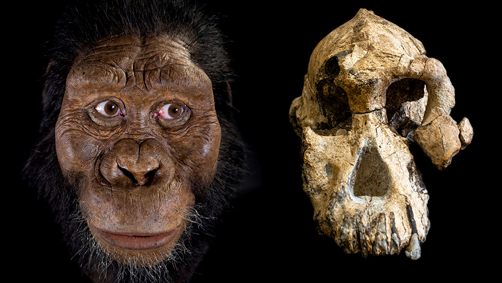 A hominid skull fossil reveals the face of Lucy's possible ancestors |  Science News