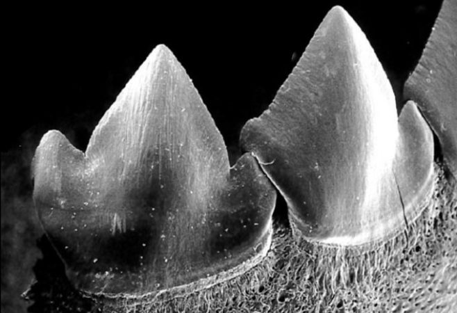 SEM image of piranha teeth