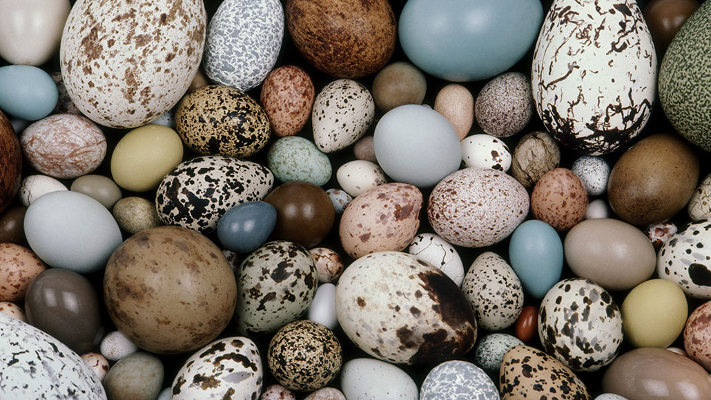 Bird eggs in cold climates are darker, which may keep eggs warm