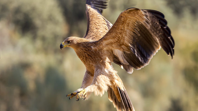 A toe bone hints that Neandertals used eagle talons as jewelry