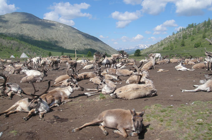 Tsaatan herder summer camp in 2017