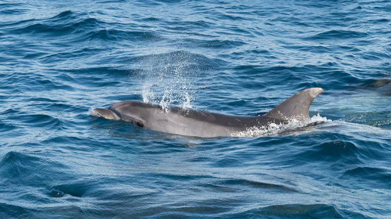 Fluid dynamics may help drones capture a dolphin’s breath in midair