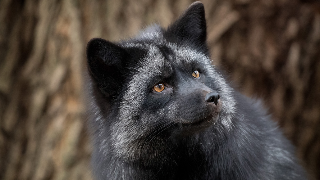 Foxes bred for tameness may not be the 